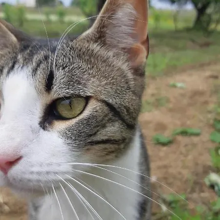 Voula Lägenhet Agios Georgios (Corfu)